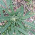 chocolate-kush-00-seeds.jpg