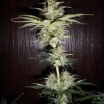 white-widow-auto-fem-vision-seeds.JPG