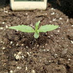 cbd-lemon-auto-fem-herbies-seeds.jpg