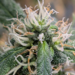 grandaddy-banner-fem-alphafem-seeds.jpg
