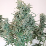 sweet-zenzation-xl-auto-fem-sweet-seeds.jpg
