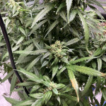 purple-punch-og-xl-auto-fem-sweet-seeds.jpg