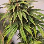 sour-strawberry-fem-barneys-farm.jpg
