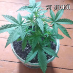 auto-chocolate-skunk-00-seeds.jpg