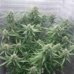 white-widow-auto-fem-Semyanich.jpg