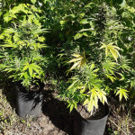 white-widow-original-auto-fem-sumo-seeds.jpg