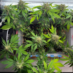 cbd-lemon-auto-fem-herbies-seeds.jpg