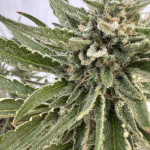orange-apricot-glue-xl-auto-fem-sweet-seeds.jpg