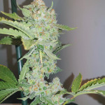 tropicanna-banana-fem-barneys-farm.jpg