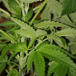 afghan-kush-x-black-domina-fem-world-of-seeds.jpg