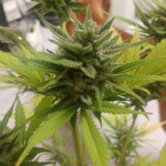 sweet-zenzation-xl-auto-fem-sweet-seeds.jpg