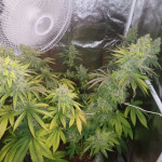 blue-widow-dinafem-seeds.JPG