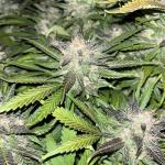 tropicana-cookies-auto-fem-fastbuds.jpg