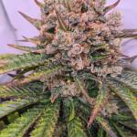 watermelon-zkittlez-fem-barneys-farm.jpg