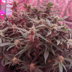 stress-killer-automatic-cbd-fem-rqs.jpg