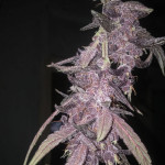 blackberry-auto-fastbuds.jpg