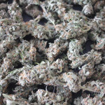 lsd-auto-fem-barneys-farm.jpg
