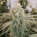 tropicana-cookies-ff-fem-fastbuds.jpg