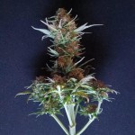 jet-fuel-mandarine-xl-auto-fem-sweet-seeds.jpg