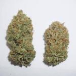 strawberry-pie-auto-fem-fastbuds.jpg