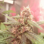 dark-devil-auto-fem-sweet-seeds.jpg