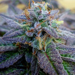 notorious-thc-fem-humboldt-seed-company.jpg
