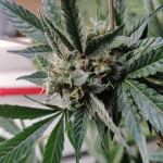 sweet-nurse-auto-cbd-sweet-seeds.jpg