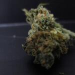 blueberry-cheese-auto-blue-cheese-auto-fem-barneys-farm.jpg
