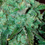 orange-apricot-glue-xl-auto-fem-sweet-seeds.jpg