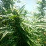 auto-northern-light-fem-victory-seeds.jpg
