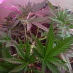 six-shooter-auto-fem-fastbuds.jpg