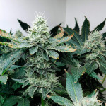 girl-scout-cookies-fem-blimburn-seeds.jpg