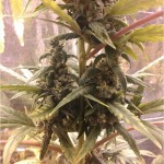 exodus-cheese-auto-ghs.jpg