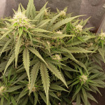 thunder-bloody-mary-auto-fem-samsara-seeds.jpg