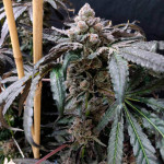 mimosa-x-orange-punch-fem-barneys-farm.jpg