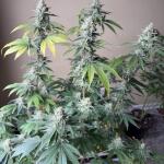 northern-lights-fem-herbies-seeds.jpg