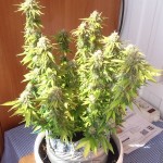 northern-lights-nirvana-seeds.JPG