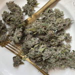 purple-punch-og-xl-auto-fem-sweet-seeds.jpg