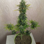 wipeout-express-auto-fem-heavyweight-seeds.jpg