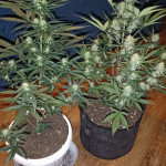 fully-loaded-auto-fem-heavyweight-seeds.jpg