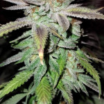 gg4-sherbet-ff-fem-fastbuds.jpg