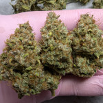 papaya-cookies-auto-fem-fastbuds.jpg