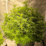 pink-rozay-auto-fem-7ch-american.jpg