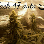 jack-47-auto-sweet-seeds.jpg