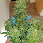 mimosa-evo-fem-barneys-farm.jpg