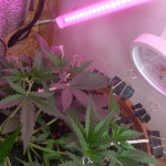 six-shooter-auto-fem-fastbuds.jpg