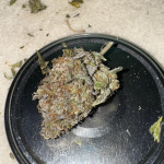 lemon-cherry-gelato-fem-barneys-farm.jpg
