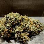 critical-kush-auto-critical-rapido-auto-fem-barneys-farm.jpg