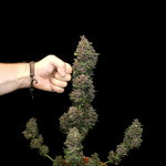 diablo-rojo-xl-auto-fem-sweet-seeds.jpg