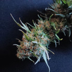 jet-fuel-mandarine-xl-auto-fem-sweet-seeds.jpg